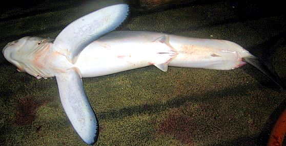 Isurus paucus_05.jpg